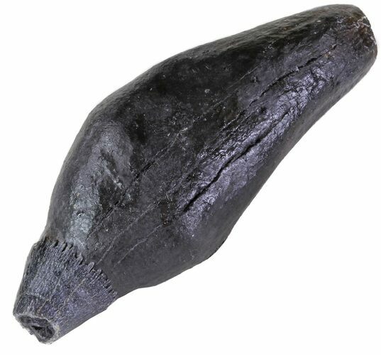 Fossil Sperm Whale Tooth - South Carolina #63556